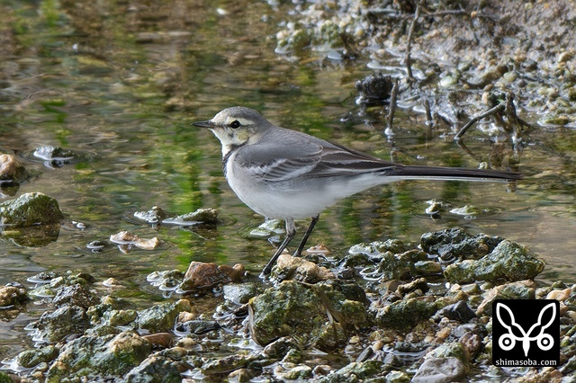 タイワンハクセキレイ