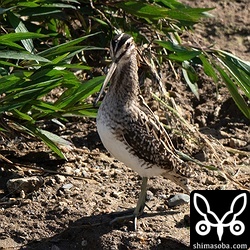 タシギはあまり確認できませんでした。