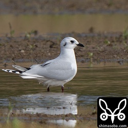 今季初のズグロカモメ。ユリカモメと一緒にいましたが、少し嫌そうでした。^^;
