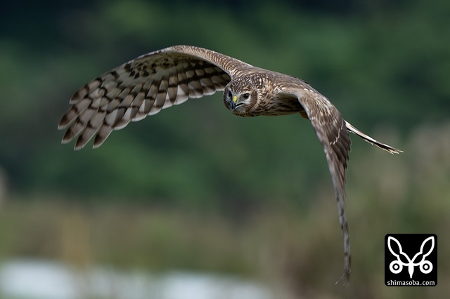 ハイイロチュウヒ