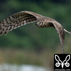 結局、獲物は捕まえられませんでしたがダイナミックな飛行は一見の価値ありでした。