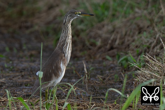 アカガシラサギ