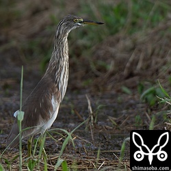 アカガシラサギは複数が滞在中です。