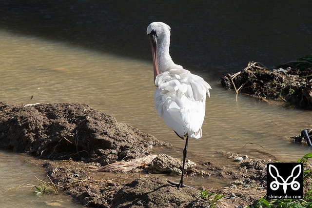 クロツラヘラサギ