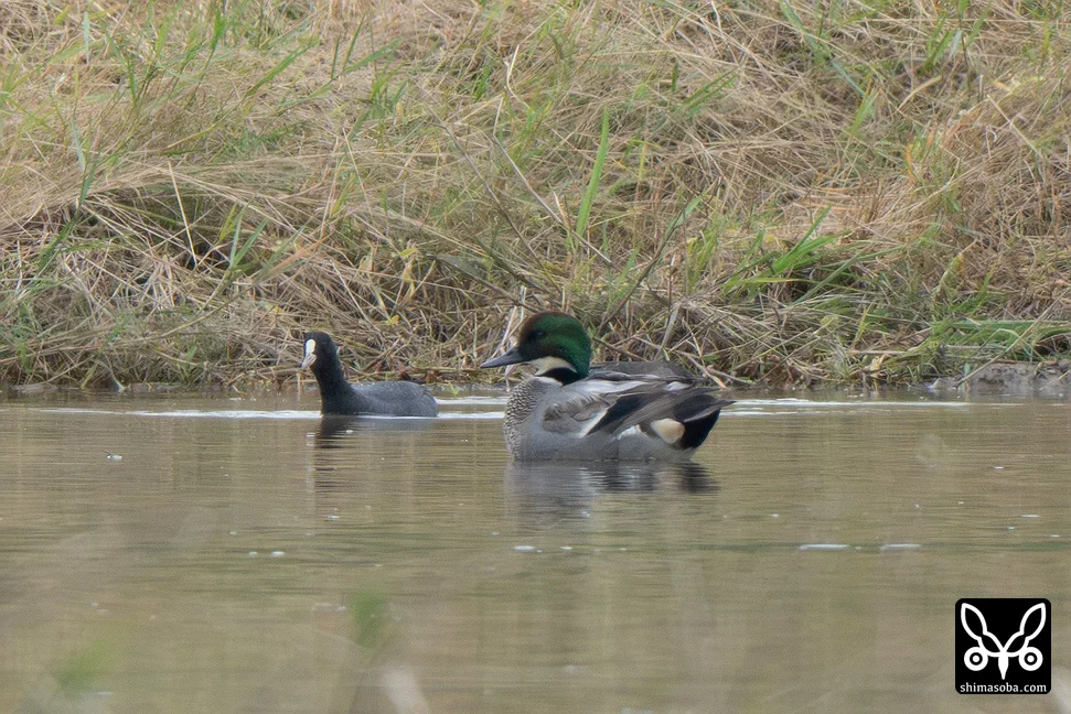 ヨシガモ