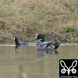 ヨシガモのオスがいました。生殖羽に変わり田んぼの中でひときわ美しい姿を見せていました。