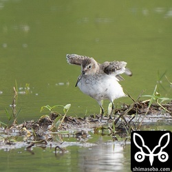 ハマシギは数羽の群れが田んぼにいました。