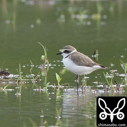 石垣島はこの季節、シロチドリも田んぼによく現れます。