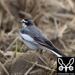 上の個体と一緒いいたハクセキレイ。こちらはオス。