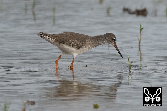 アカアシシギ