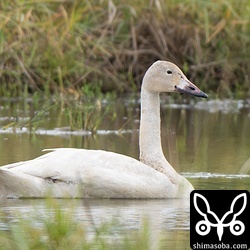 単独で飛来のコハクチョウ。