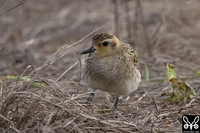 ムナグロの幼鳥。