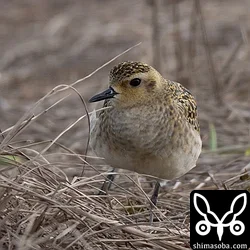 ムナグロの幼鳥。