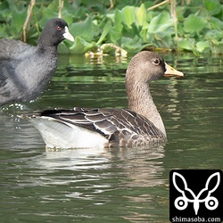 後ろのオオバンとの比較で、かなり小型の個体だとわかります。