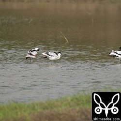 上と同個体。4羽がかたまって休んでいました。