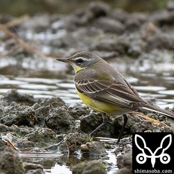 マミジロツメナガセキレイ第1回冬羽。