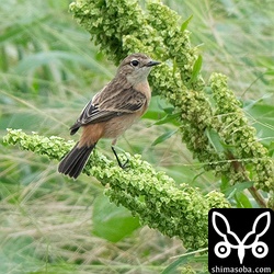 ノビタキのメスは単独で越冬中。