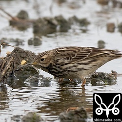 尾羽の短いムネアカタヒバリ。同様のツメナガセキレイも複数いました。この田んぼを縄張りにしているハイタカに掴まれたのかもしれませんね。