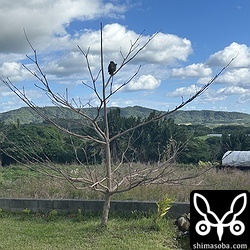 庭に現れたカンムリワシ。ビオトープのカエルが気になるようです。12月はヤエヤマアオガエルの繁殖シーズンのピークなので昼間でも鳴いています。