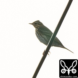 リビングから観察できるビンズイ。複数いますが、カタグロトビに怯えています。