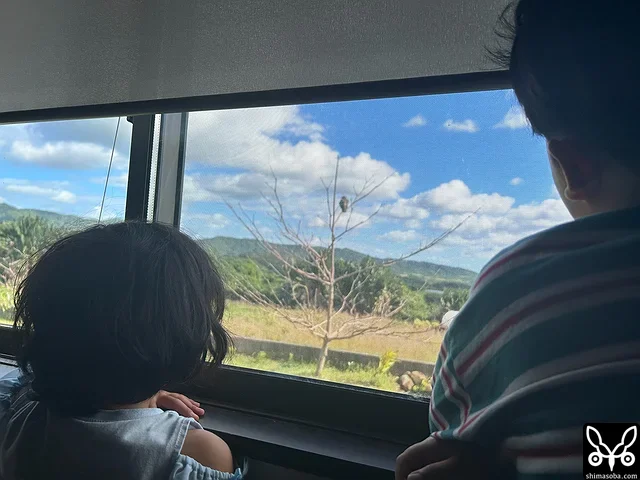寝室からカンムリワシを観察する子どもたち。^^