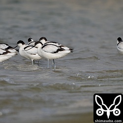 ソリハシセイタカシギも正月からの長逗留。こちらも越冬態勢ですね。