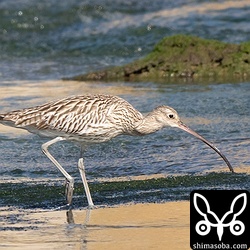 年明け最初に撮影したのはダイシャクシギでした。警戒心のない個体でした。