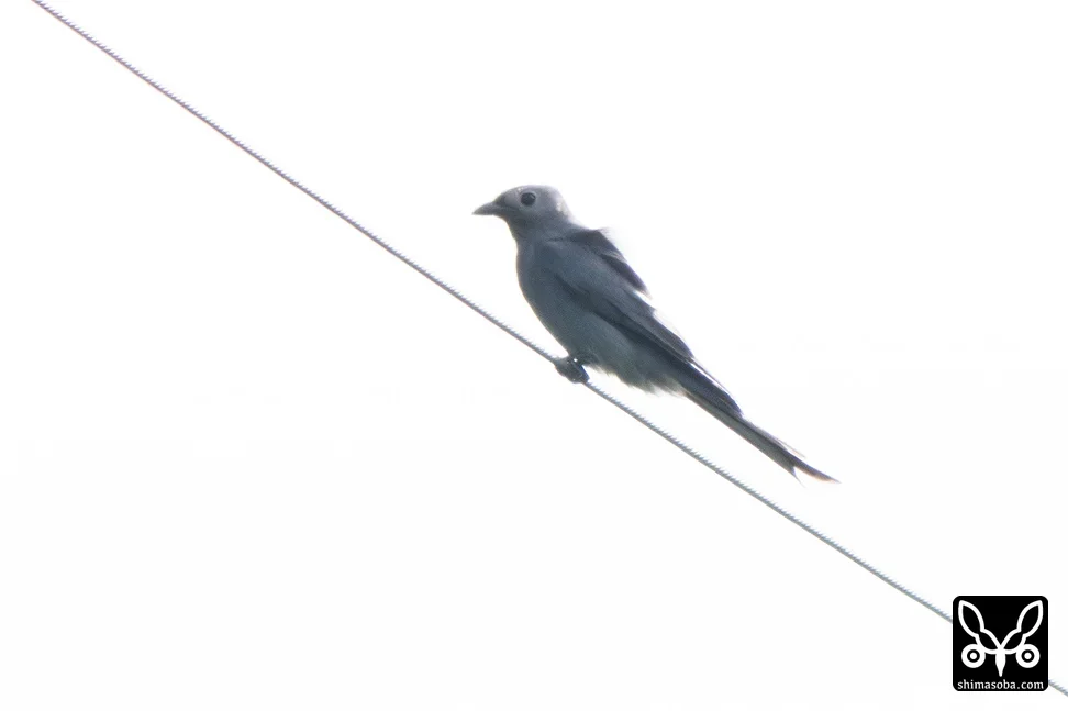 ハイイロオウチュウ