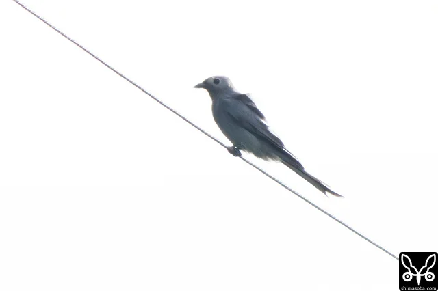 1週間前と全く同じ場所にいたハイイロオウチュウ。膜翅目のなにかを捕食していました。春まで滞在するといいですね。