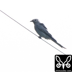 1週間前と全く同じ場所にいたハイイロオウチュウ。膜翅目のなにかを捕食していました。春まで滞在するといいですね。