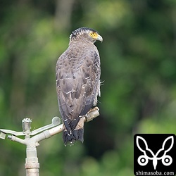 町に近い畑にいたカンムリワシ。あちこちで目にします。