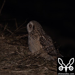 ネズミが潜んでいる茂みを凝視しするコミミズクがいました。同じエリアにもう一羽いるようでした。