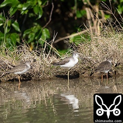 アオアシシギとアカアシシギも滞在中。
