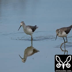 コアオアシシギが2羽飛来。渡りはもう少し先なので、島内移動でしょうか。