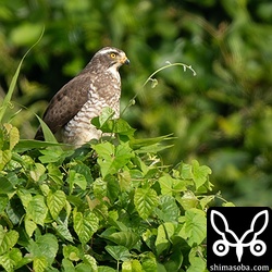 牧草地で越冬中のサシバ。越冬個体は年々減っているような気がします。