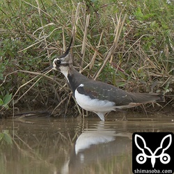 タゲリは10個体程度が昨年末から滞在中。