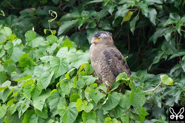 カンムリワシのメス個体。繁殖期序盤で、しきりに鳴き声をあげてオスに餌をねだっていました。