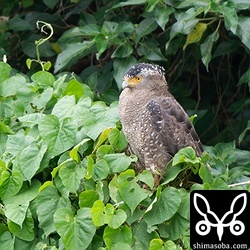 カンムリワシのメス個体。繁殖期序盤で、しきりに鳴き声をあげてオスに餌をねだっていました。
