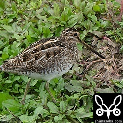 上と同個体のタシギ。第1回冬羽です。ここには5羽ほどタシギが越冬中です。