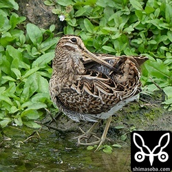水浴び後に羽繕いするハリオシギ。