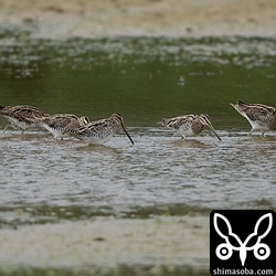 タシギは島内のあちこちで越冬中。