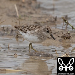 通過個体は多いですが。越冬組はほとんどいないヒバリシギ。