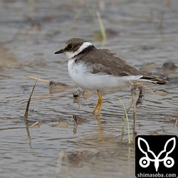 田んぼには越冬コチドリが群れでいます。