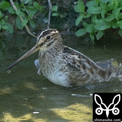 そしてお待ちかねの水浴びスタート。