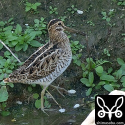 全身を見せてくれました。第1回冬羽ですね。