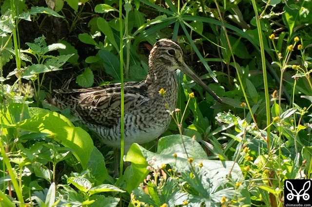 多くの時間を草むらの中で過ごしています。
