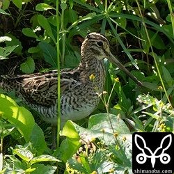 多くの時間を草むらの中で過ごしています。