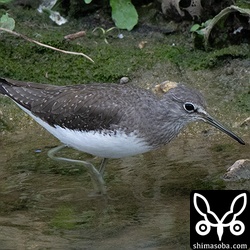 クサシギも越冬しています。
