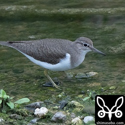 イソシギは年中いるような気がしますね。