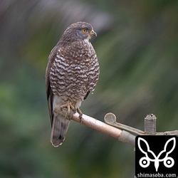 越冬中のサシバ。オス個体です。